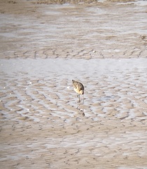 Limosa lapponica