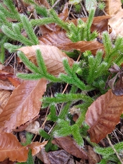 Lycopodium