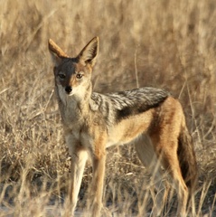 Lupulella mesomelas mesomelas