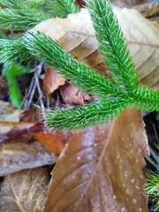 Lycopodium