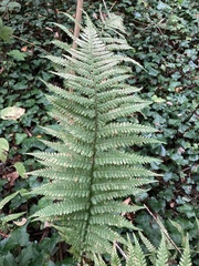 Dryopteris