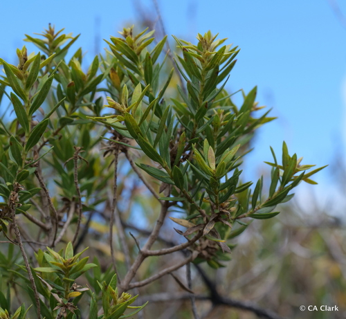 Dubautia linearis observed 2022-10-02