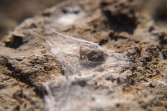 Clubionidae