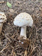 Chlorophyllum