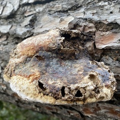 Fomitopsis pinicola