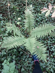 Dryopteris