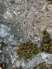 Grimmia trichophylla