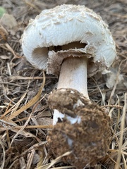 Chlorophyllum
