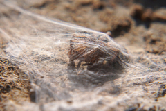 Clubionidae