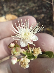 Myrcia
