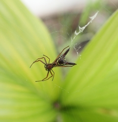 Micrathena