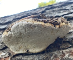 Fomitopsis pinicola