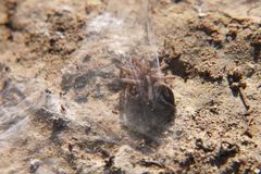 Clubionidae