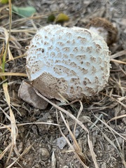 Chlorophyllum