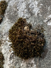 Grimmia trichophylla