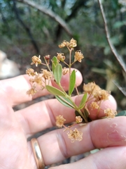 Myrcia
