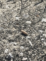 Curtara insularis