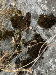 Grimmia trichophylla