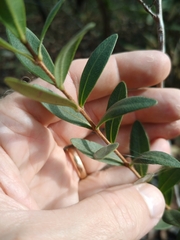 Myrcia