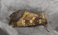 Papaipema cataphracta