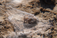 Clubionidae