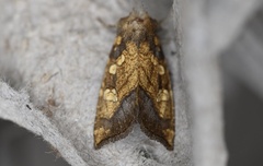 Papaipema cataphracta