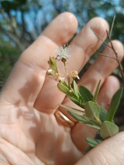 Myrcia