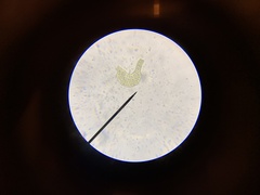 Grimmia trichophylla