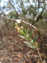 Myrcia