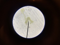 Grimmia trichophylla