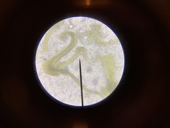 Grimmia trichophylla