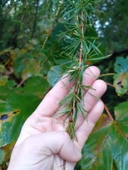 Larix decidua