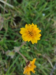 Tridax trilobata