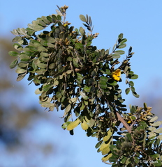 Sophora chrysophylla