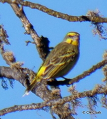 Crithagra mozambica
