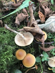 Galerina marginata