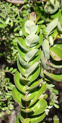 Santalum paniculatum
