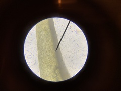 Grimmia trichophylla