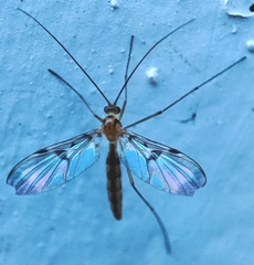 Macrocera