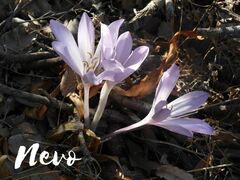 Colchicum feinbruniae