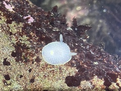 Acanthodoris hudsoni