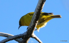 Chlorodrepanis virens