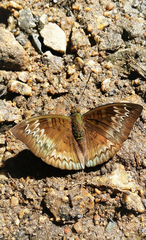 Euthalia monina monina