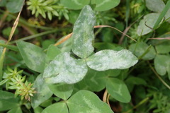 Erysiphe trifoliorum