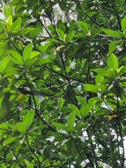 Artocarpus elasticus