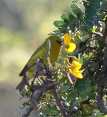 Chlorodrepanis virens