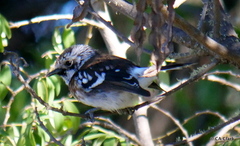 Chasiempis sandwichensis bryani