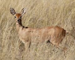 Raphicerus campestris steinhardti
