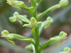 Habenaria floribunda