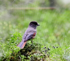 Perisoreus infaustus